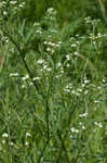 Santa Maria feverfew